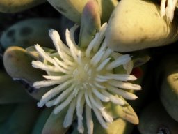 Nelia pillansii flower